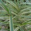 Miscanthus Variegata